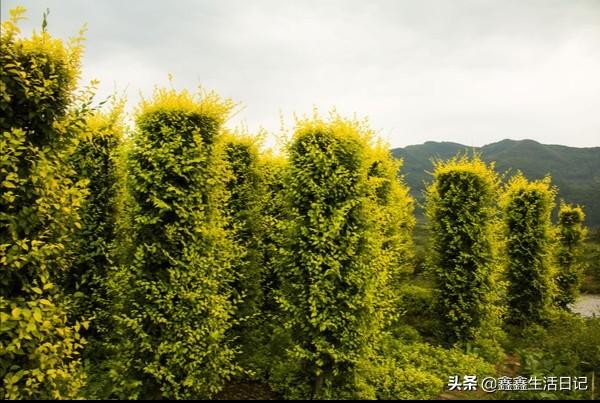 金叶榆在生长季节叶子一直是黄色的吗？