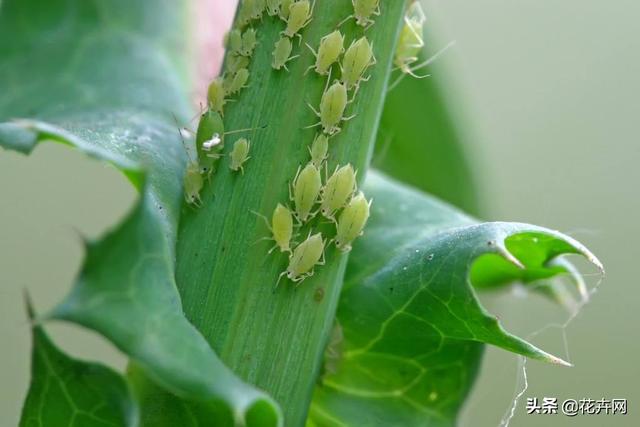野菊花生蚜虫怎么防治:花生白色腻虫是什么原因？