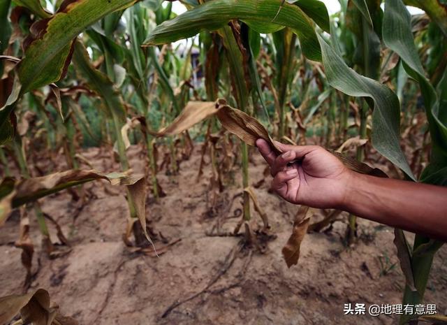 秋田蕗种植技术:今年雨水这么多，对庄稼人来说到底是好事还是坏事？