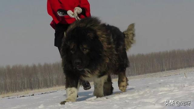 世界猛犬:我国的哪种猛犬，被称为世界上最可怕的狗？为什么？