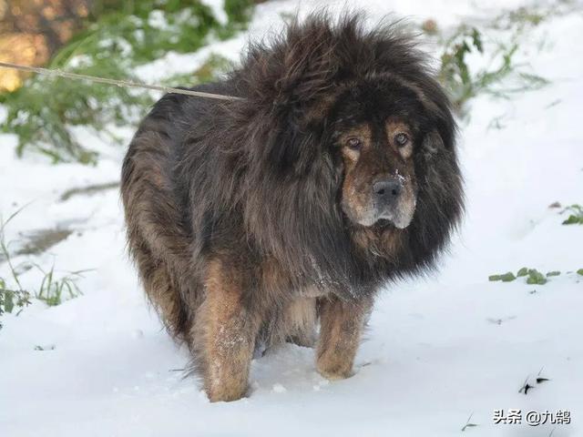斗牛犬秒杀藏獒视频:藏獒和猞猁进行殊死搏斗，猞猁可以坚持多久？为什么？