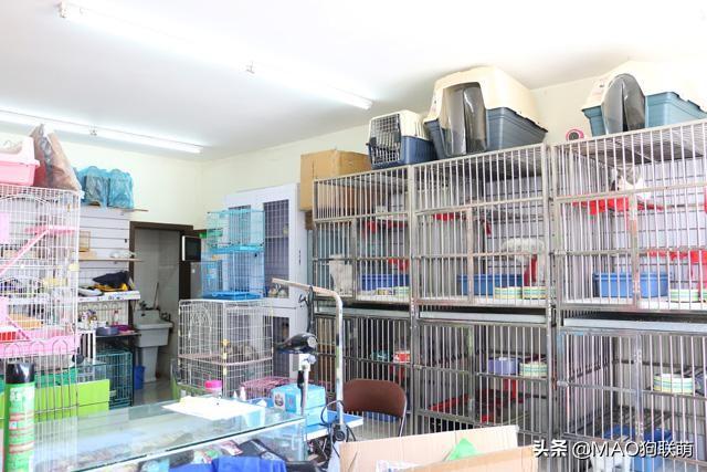 狞猫配种视频:猫咪如何和老虎体型一样，和老虎打一架谁能赢？