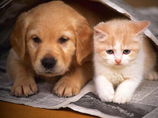 猫和:为什么说猫和狗不能一起养，有成功案例的朋友分享一下吗？ 猫和老鼠