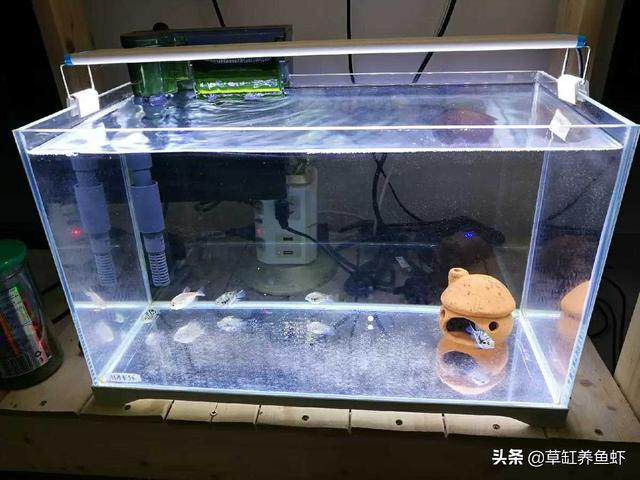 草缸养鱼的数量上限:一个长60高36宽35的鱼缸可以养10厘米的锦鲤几条？