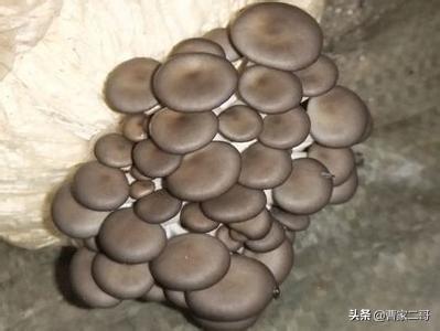 食用菌种植:如何种植蘑菇，种植蘑菇需要什么设备？