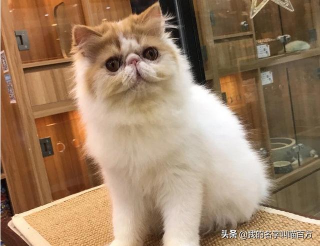 脸型发腮是什么意思:猫怎样就是发腮？我家这样的算发腮吗？