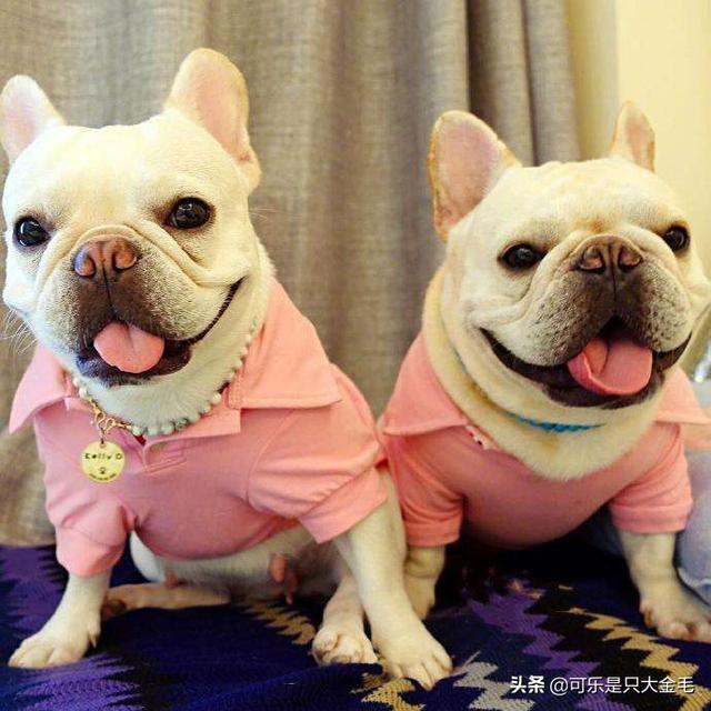 中型犬哪些好养:适合家庭养的中型犬有哪些 喜欢中型犬，养什么比较好啊？
