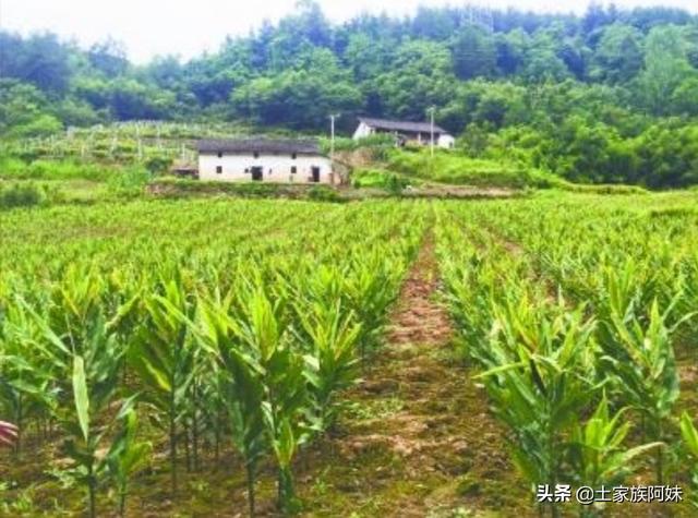 农村奇葩蔬菜“阳荷”怎么种植？
