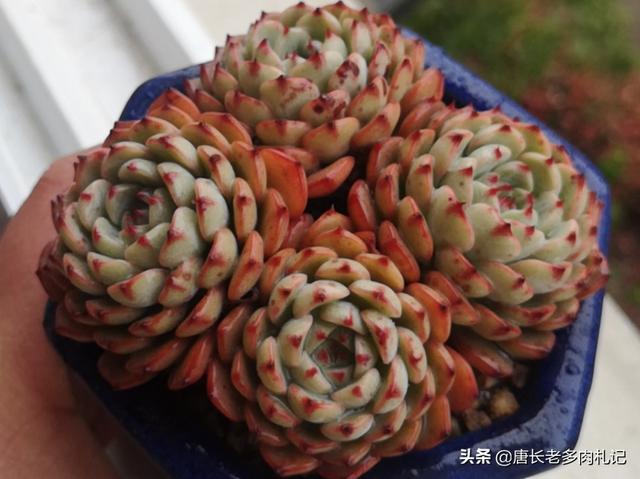 多肉大和锦根能长多粗:如何才能把多肉养成爆盆老桩，关键是单颗长得可爱我舍不得切呀？
