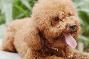 泰迪犬怎么养胖:怎么样喂食泰迪犬是在坑它？