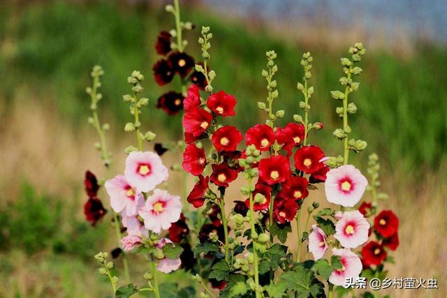 透红小丑红肚葵:锦葵、蜀葵、秋葵三种植物怎么区分？