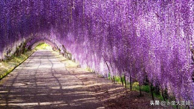 紫藤花的寓意是什么，麝香紫藤种植庭院好吗，几年开花