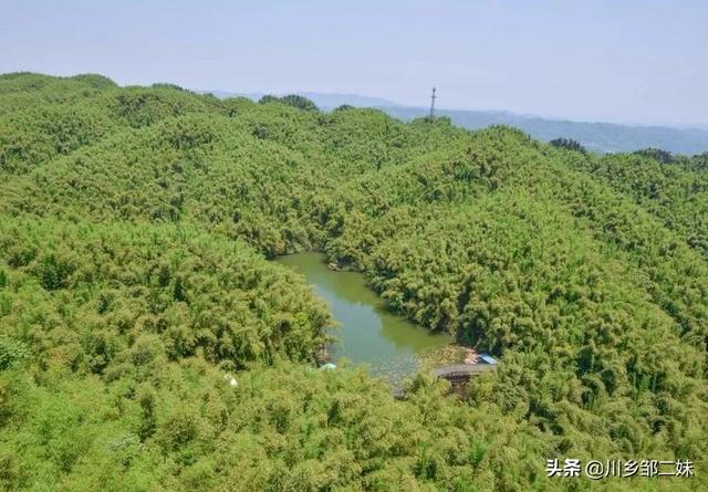 金银花种植前景怎么样 有哪些地区种植金银花，现在价格行情怎么样？