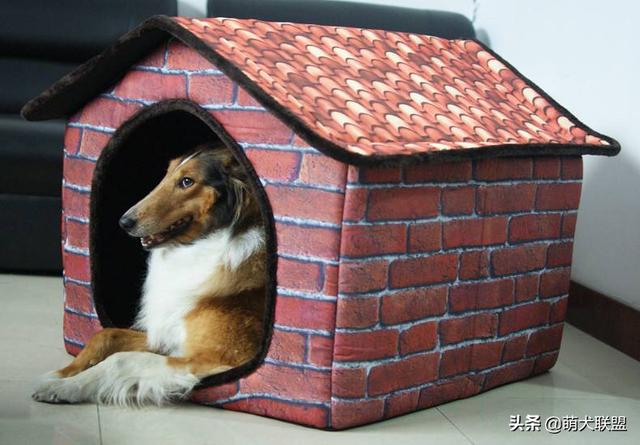 杭州发得宠物用品有限公司电话:狗狗都需要哪些日常生活用品？