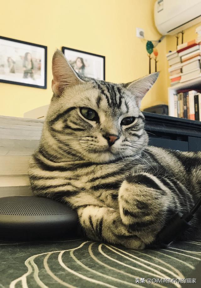 美短公猫发腮是什么意思:美短公猫发腮最佳时间 猫咪一般会在什么时候长出猫腮？如何照顾这个时候的猫比较好？