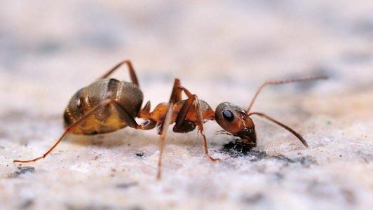 假如蚁后死了剩下的蚂蚁会变得怎么样