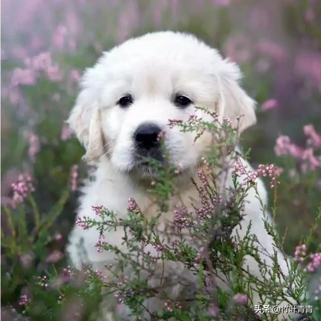 缉毒犬偷吃薯条:老一辈不喂狗粮的养狗方式科学吗？