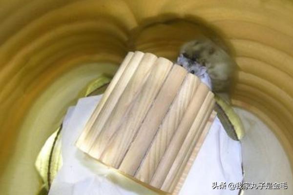 磨牙石怎么回事:三线仓鼠如何自己动手做磨牙板？