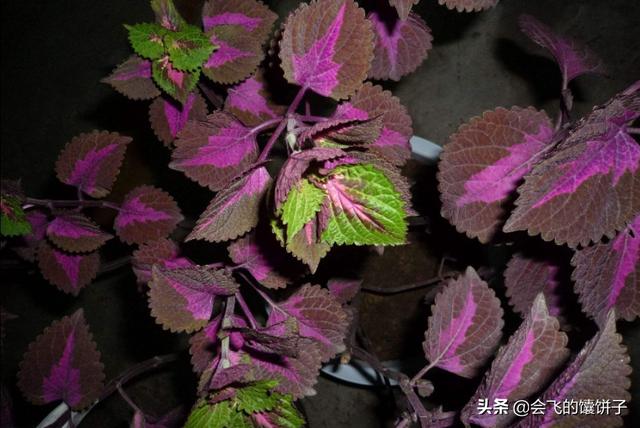 哪些香料去腥味的效果最好，去腥味的最佳调料，最佳办法