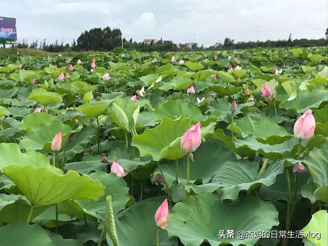 藕有哪些新吃法？分享一下吧？