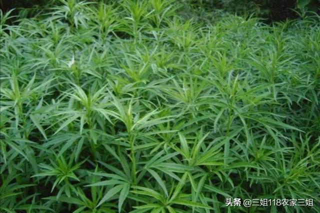 柳蒿芽用水焯完晾干可以吃吗？