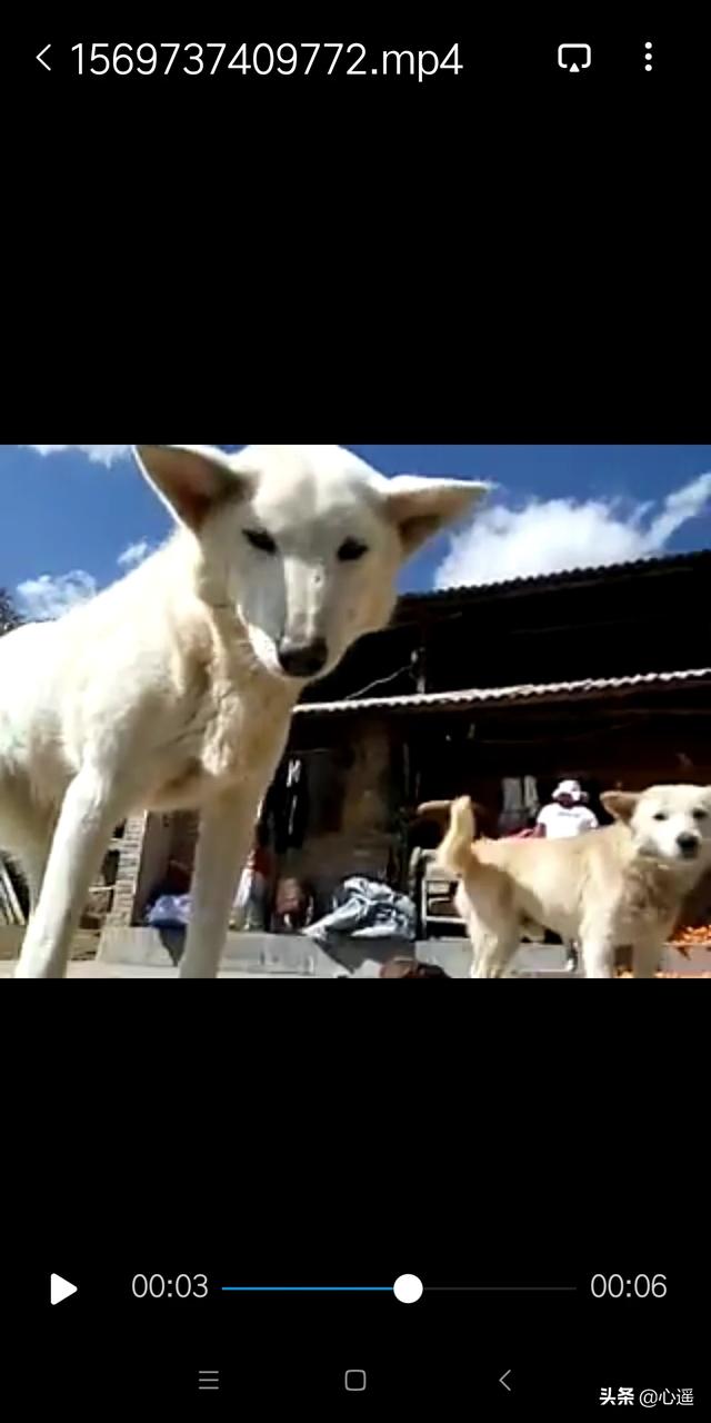 忆宠物摄影:如何用正确的姿势和猫合影，以提升照片的艺术感？ 宠物摄影价格表