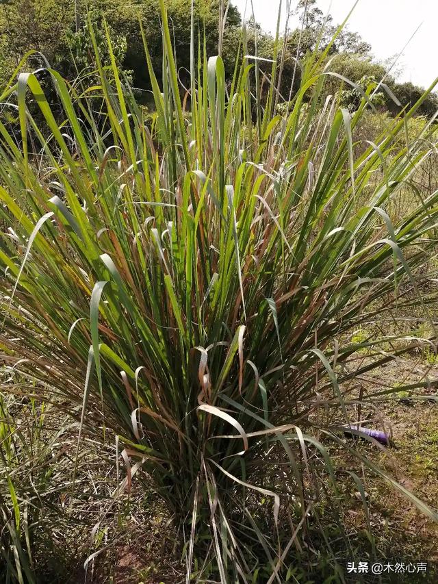 梦到和前任说话,总是梦到前任，要不要去找他？