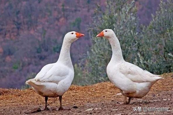 大蛇事件:蛇怕鹅是谎言？云南蟒蛇活吞整只大鹅，书上不是说蛇最怕鹅吗？