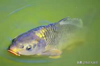 黄金鲫鱼的优势:想搞淡水鱼养殖，什么鱼比较容易养呢？请高人指点？