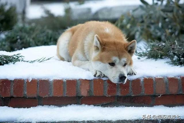 忠犬小八:有什么适合小个子女学生的淘宝店铺推荐吗？