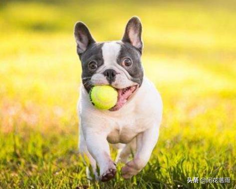 柯基犬窝咳能自愈吗:柯基犬感染上了犬窝咳怎么治疗 柯基咳嗽会死吗？柯基咳嗽是什么声音？