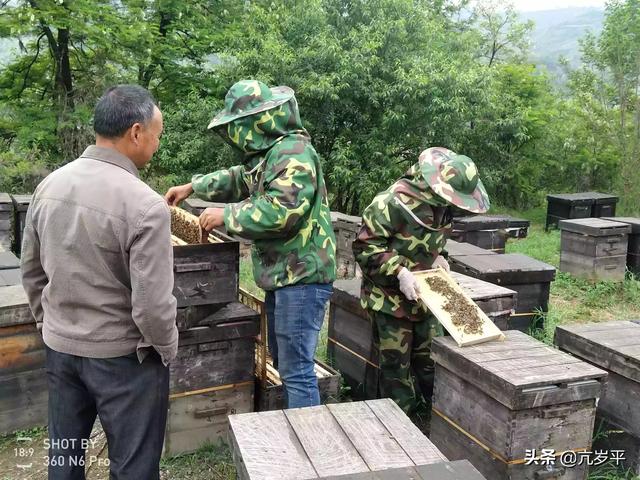 老蜂王提到别的蜂箱里别的蜜蜂能接受吗？为什么？