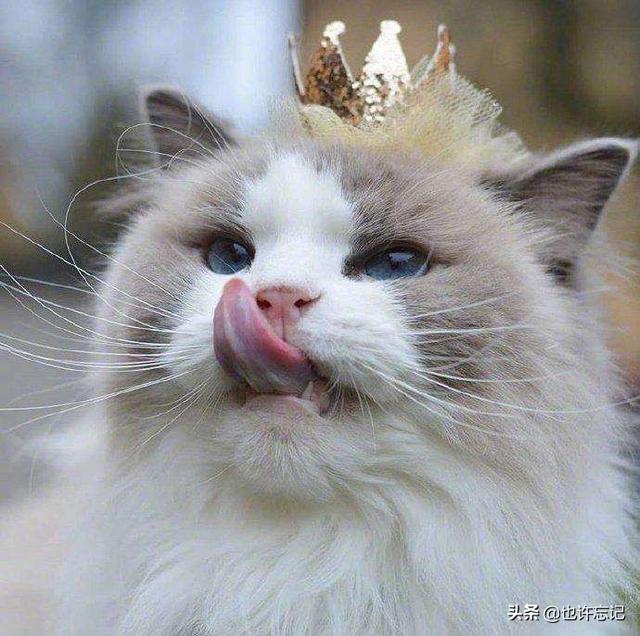 性价比最好的猫粮:猫粮什么牌子好又便宜？当然不要太廉价的啊？