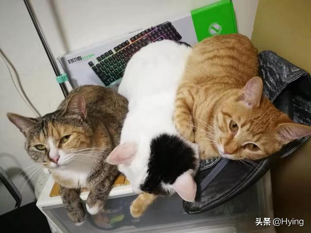 多猫:多猫家庭怎么处理猫咪关系 多猫家庭怎么分辨猫的地位？