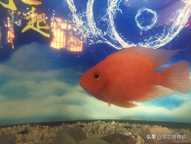 这几天鹦鹉鱼都是什么品种？