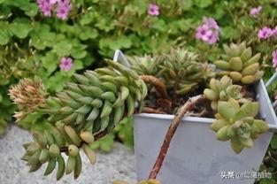 王玉珠帘:千佛手要开花该怎么养护？