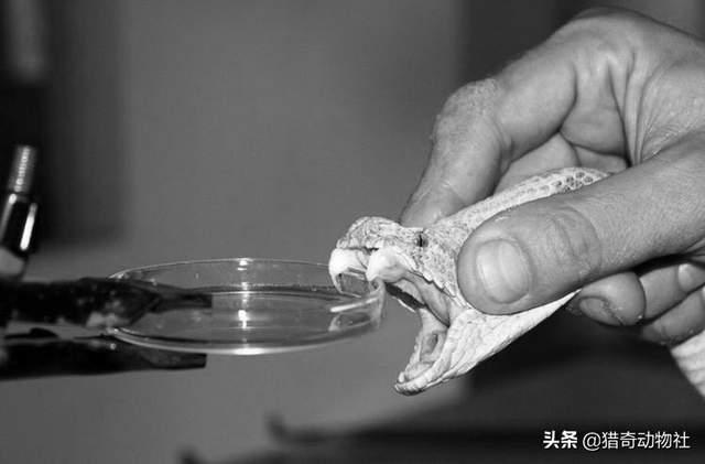 湖南农村蛇的种类大全:农村老人说的“过山风”是什么蛇？和五步蛇相比，哪种蛇更厉害？