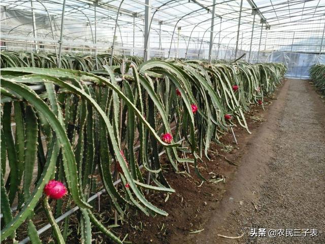 火龙果怎么切,栽种火龙果枝条基部怎么切？