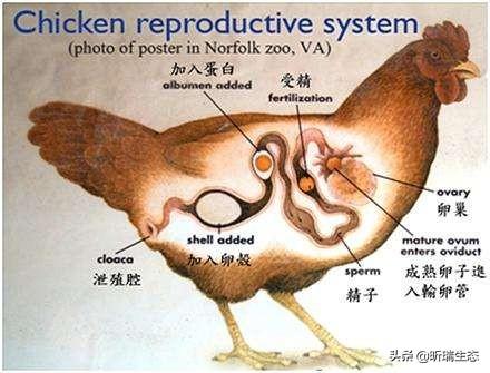 为什么人类没有繁殖期，为什么母鸡不需要公鸡就能生蛋那公鸡存在的意义是什么