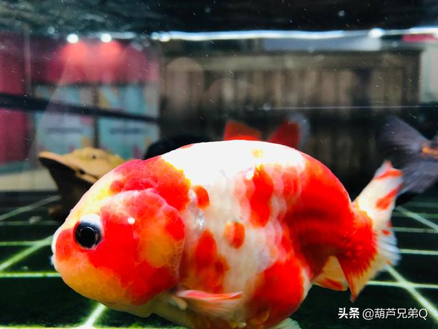 家中养鱼好么:鱼适合家家都养吗？哪些适合家养？