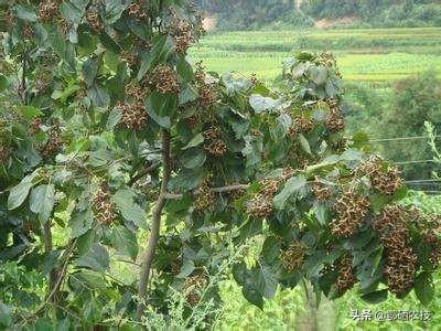 拐枣壮阳，拐枣树如何种植，才能提高产量和品质