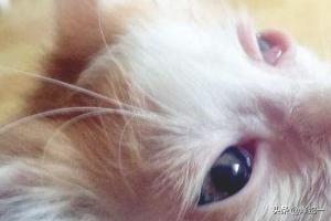 猫角膜炎症状图片:宠物猫眼睛发炎有白膜，猫眼睛睁不开怎么办？