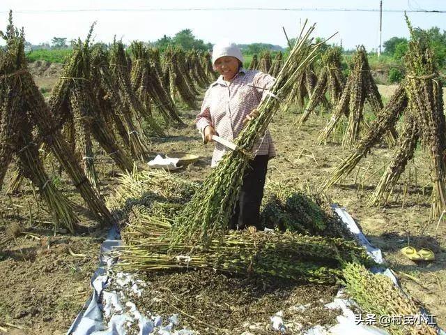 毛孔挑芝麻:在农村种芝麻，为何要一根一根的去挑着割，而不是一次割完