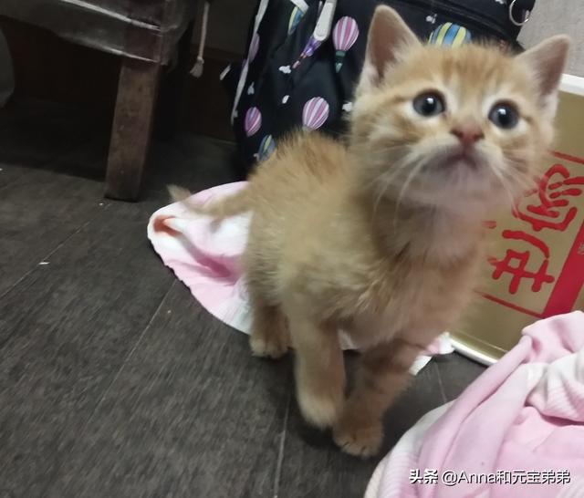 猫咪爱牛奶2 19:几个月大的猫还会用奶瓶喝奶吗？该注意些什么？