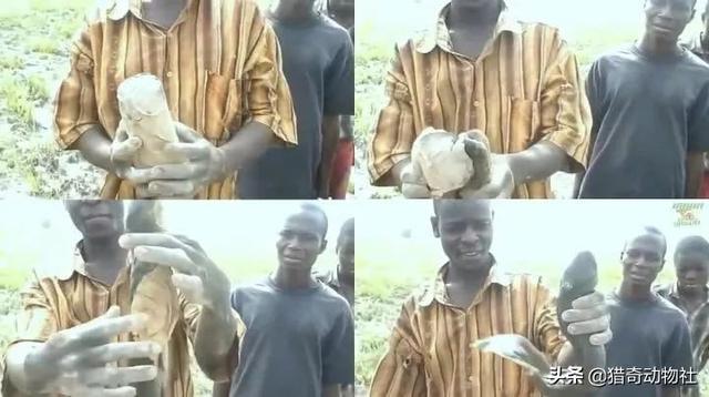 成年维多利亚肺鱼图片:非洲人是怎么从土里挖出鱼的？