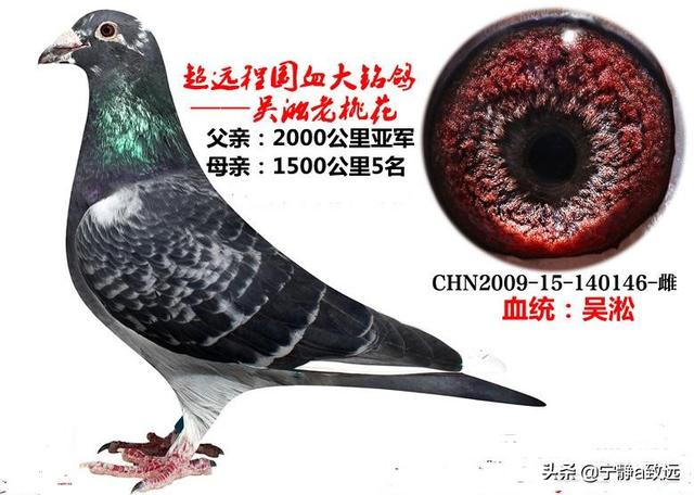 信鸽眼砂重要吗:鸽子翅膀颤抖的爆发力强吗？