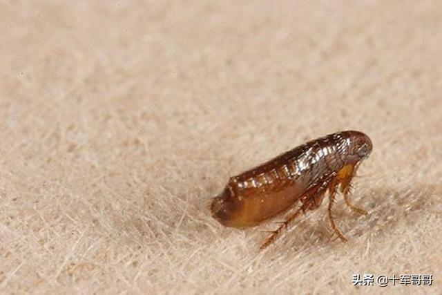 毒虫叮咬:农村夜里睡觉被毒虫咬伤怎么办？