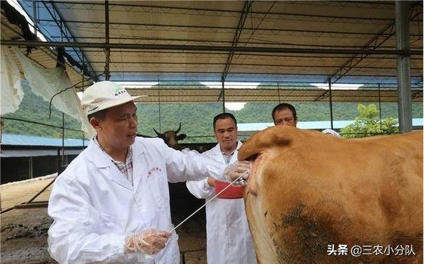繁殖母牛寿命多长,繁殖出来牛犊不好了？