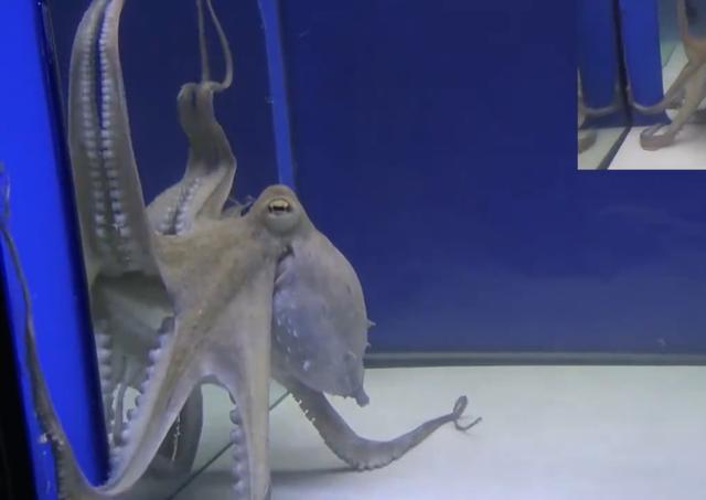 外星人捉人类做宠物小说，为什么越来越多的科学家认为章鱼可能不是地球的生物