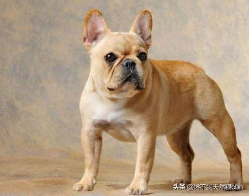 宠物店巴哥犬价格:怎样区分法国斗牛犬和巴哥犬？